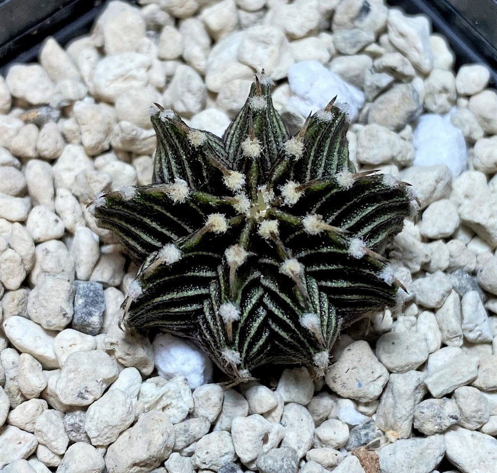 SHPR39881 Gymnocalycium friedrichii VOS1211, select form, seedling - immagine 2
