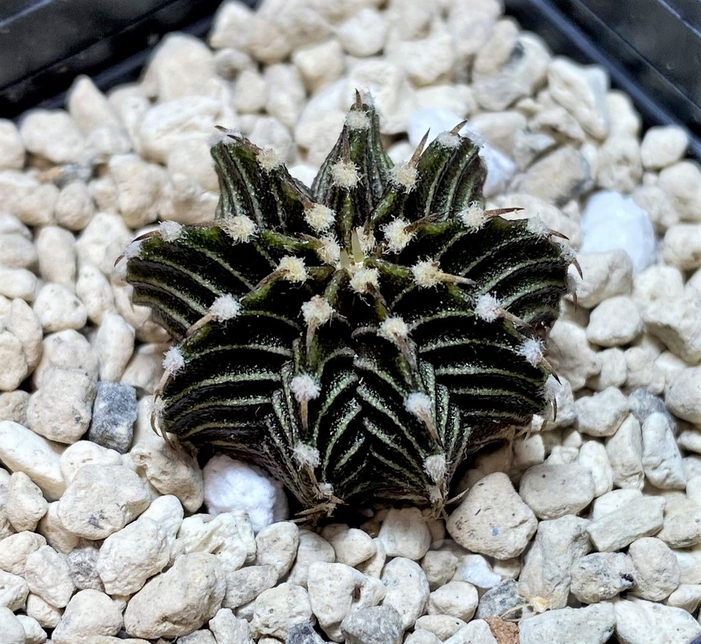 SHPR39881 Gymnocalycium friedrichii VOS1211, select form, seedling