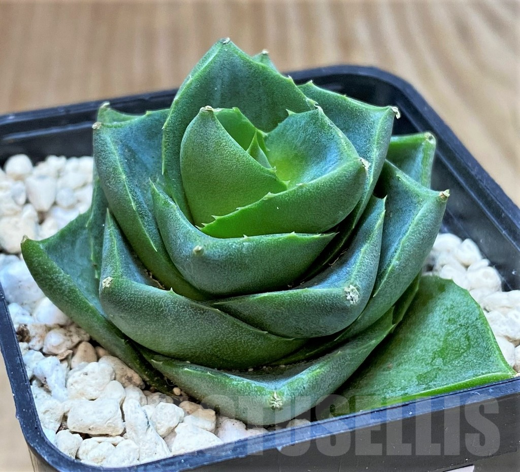 SHPR39983 Agave pixie – Bild 2