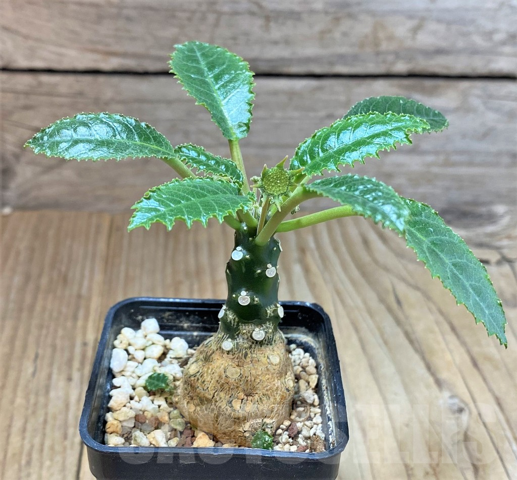 SHPR40020 Dorstenia hybrid - Image 2