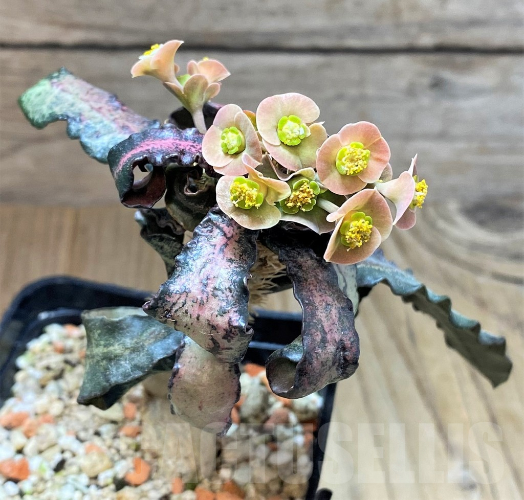 SHPR40021 Euphorbia francoisii hybrid