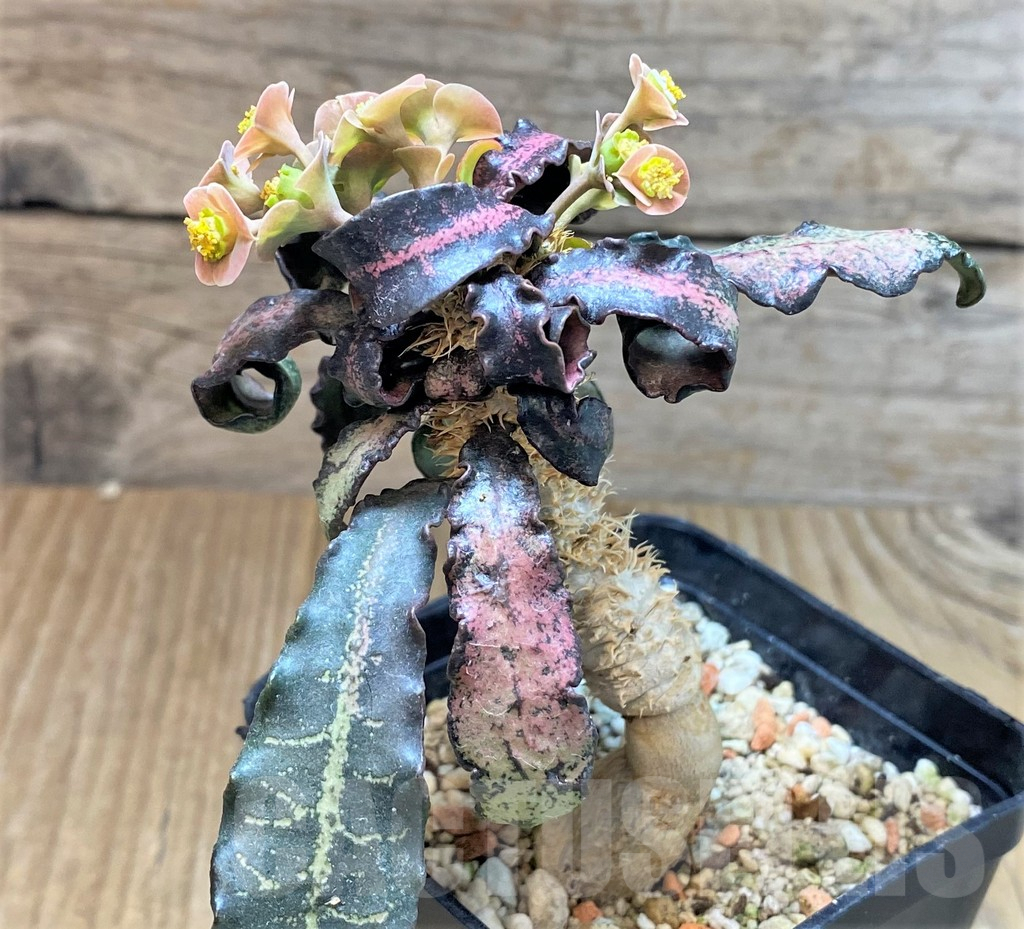 SHPR40021 Euphorbia francoisii hybrid - Obrázek 2