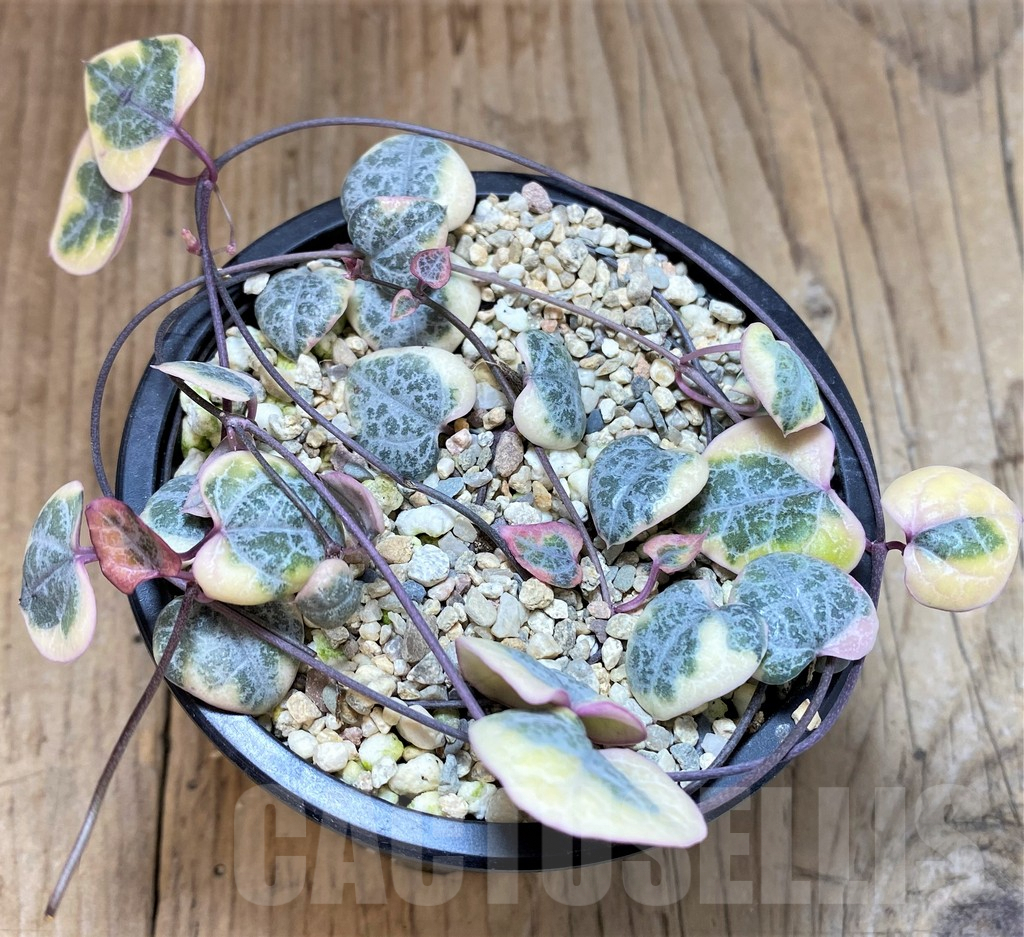 SHPR40022 Ceropegia woodii - Image 2