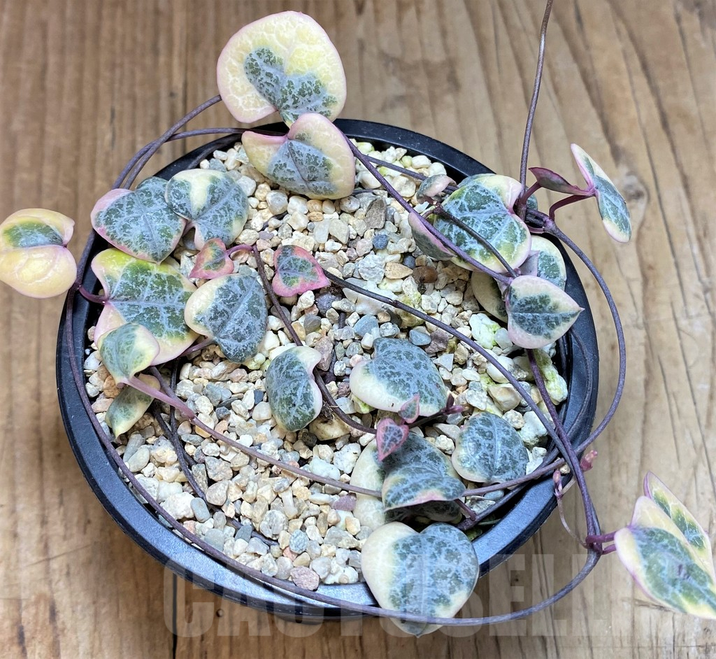 SHPR40022 Ceropegia woodii