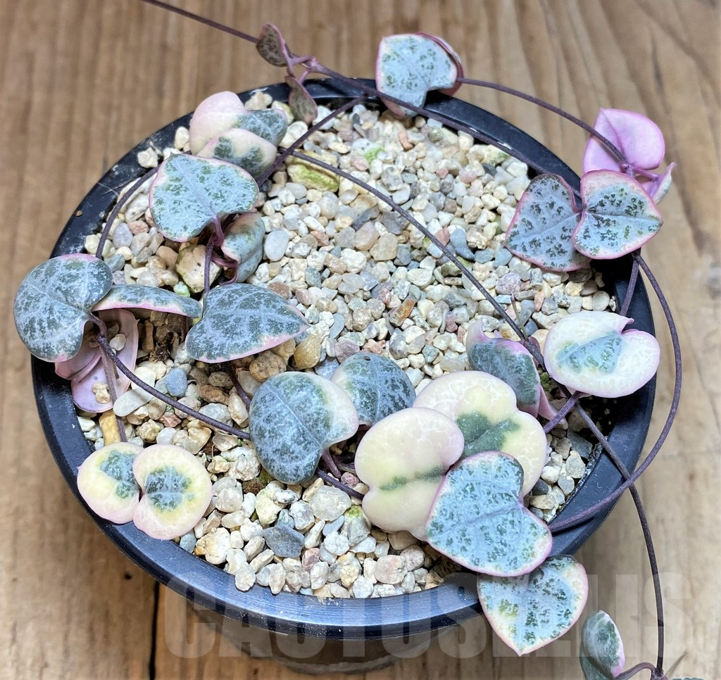 SHPR40023 Ceropegia woodii - immagine 2