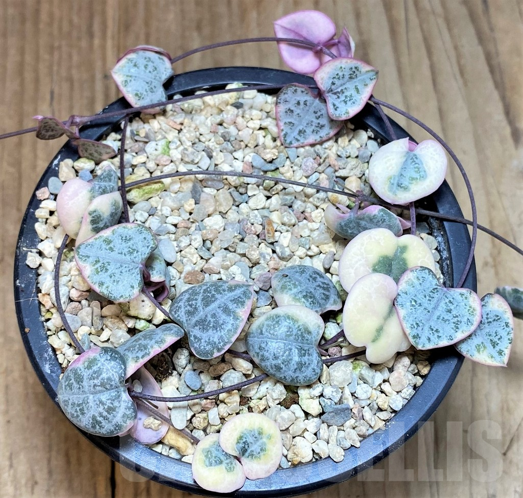 SHPR40023 Ceropegia woodii