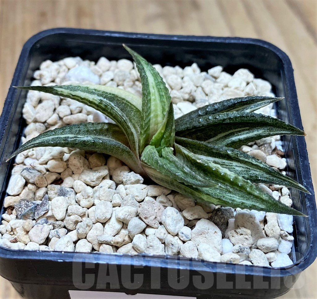 SHPR40025 Haworthia limifolia f. variegata - 画像 (2)