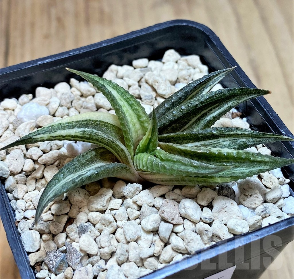 SHPR40025 Haworthia limifolia f. variegata