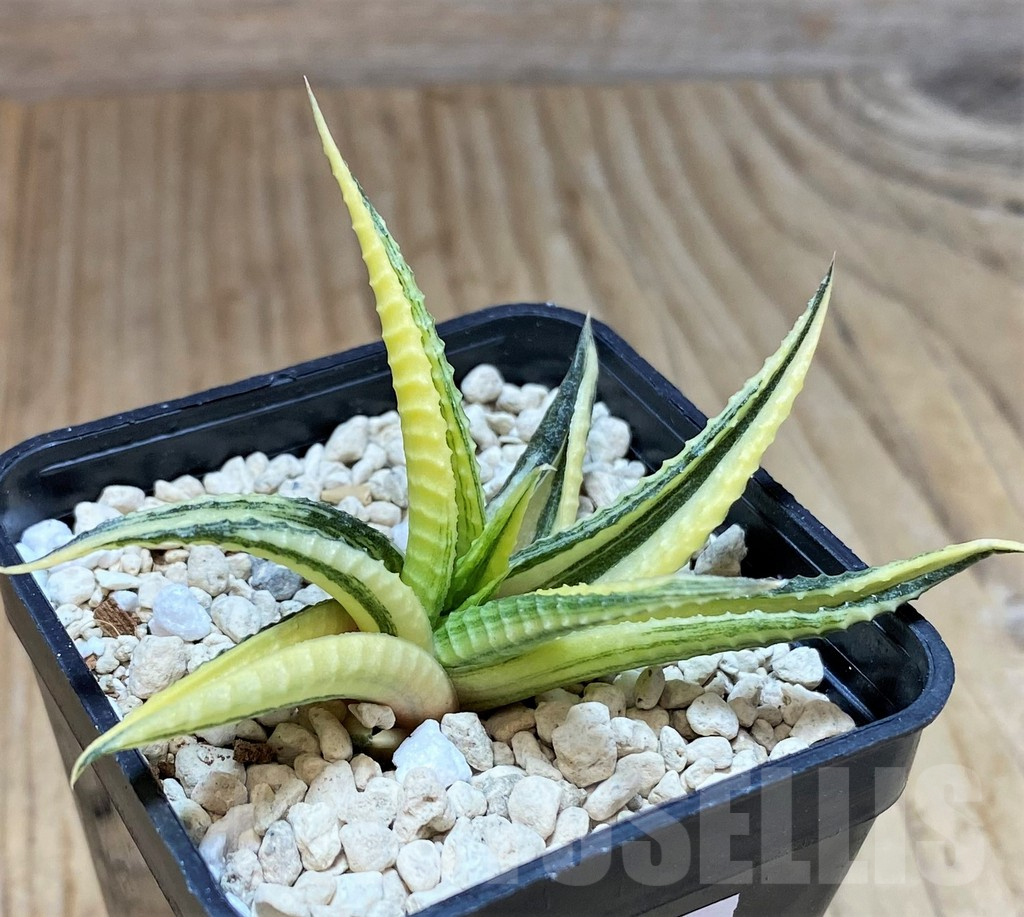 SHPR40026 Haworthia limifolia f. variegata