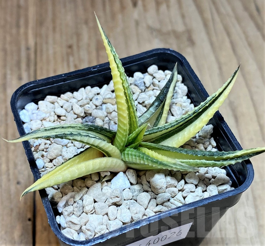 SHPR40026 Haworthia limifolia f. variegata - Imagen 2
