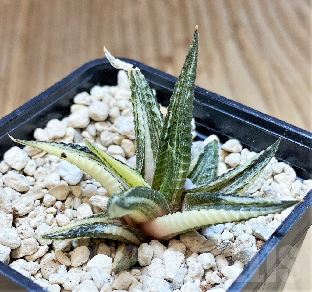 SHPR40027 Haworthia limifolia f. variegata