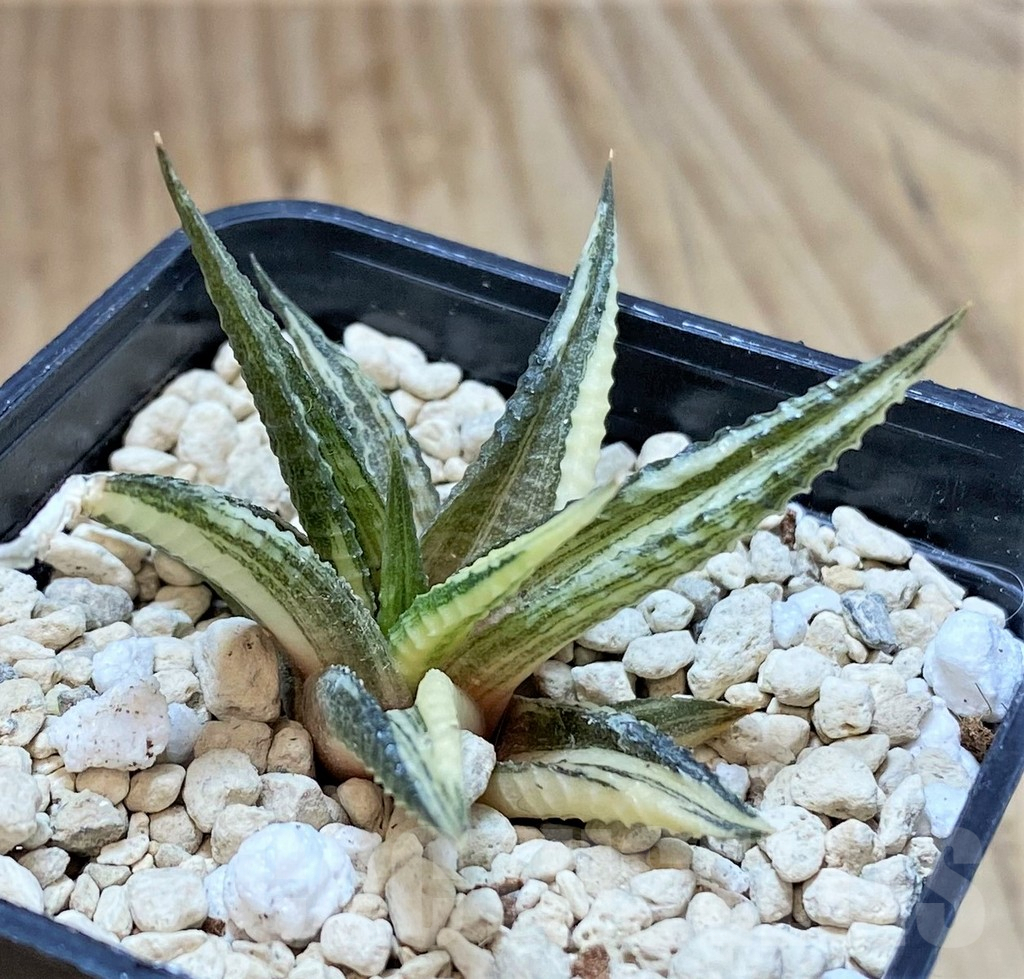 SHPR40027 Haworthia limifolia f. variegata - 画像 (2)