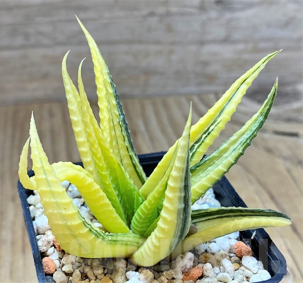 SHPR40029 Haworthia limifolia f. variegata
