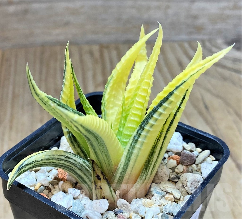 SHPR40029 Haworthia limifolia f. variegata – Image 2