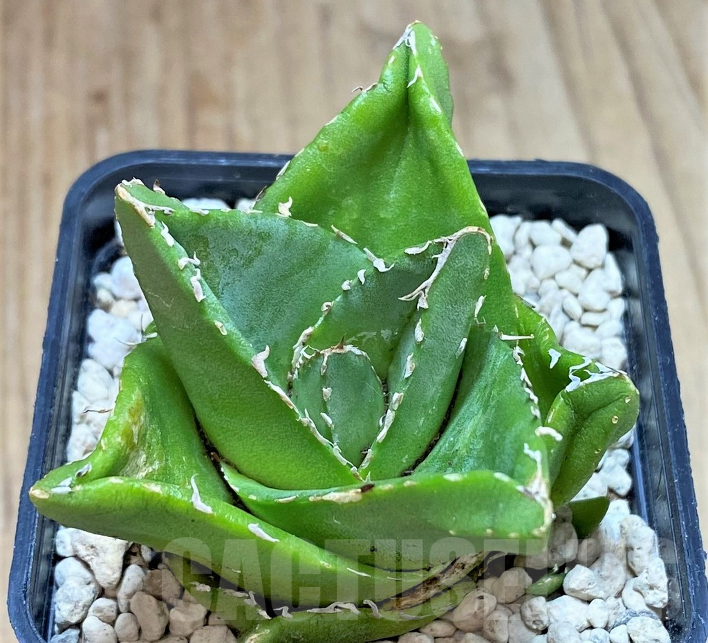SHPR39981 Agave victoriae-reginae 'Compacta' – Bild 3