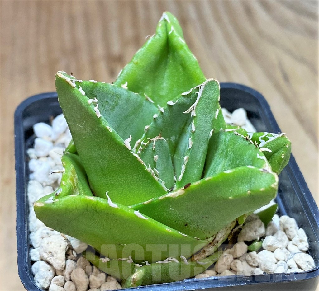 SHPR39981 Agave victoriae-reginae 'Compacta'