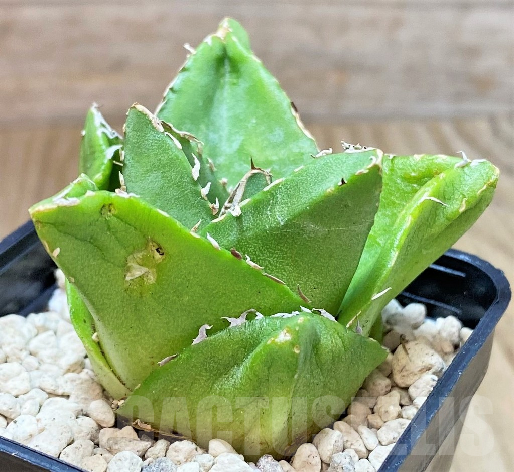 SHPR39981 Agave victoriae-reginae 'Compacta' – Bild 2