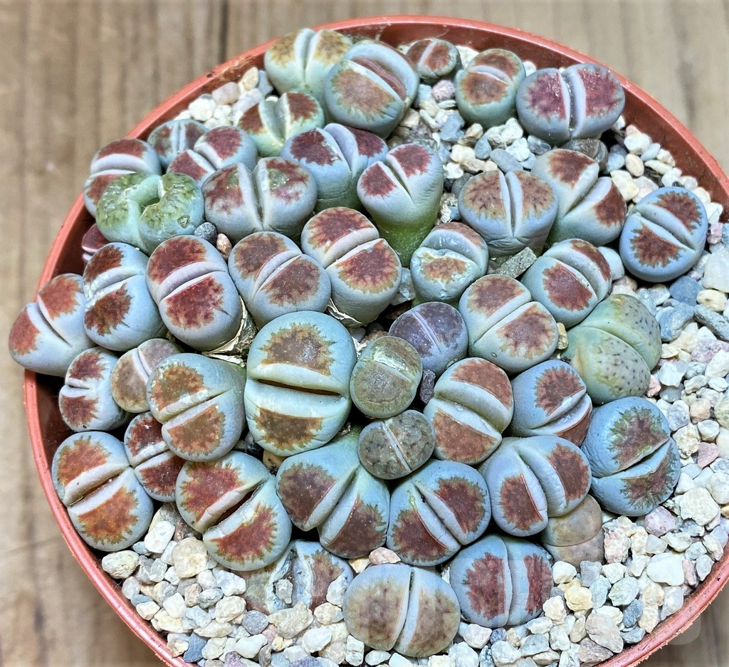 SHPR39999 Lithops karasmontana 'Red Brown'