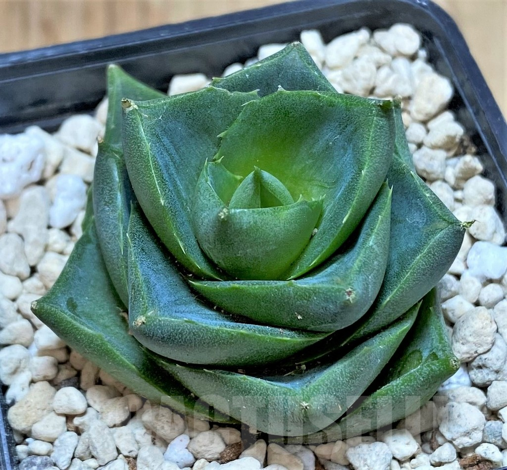 SHPR39982 Agave pixie – Bild 2