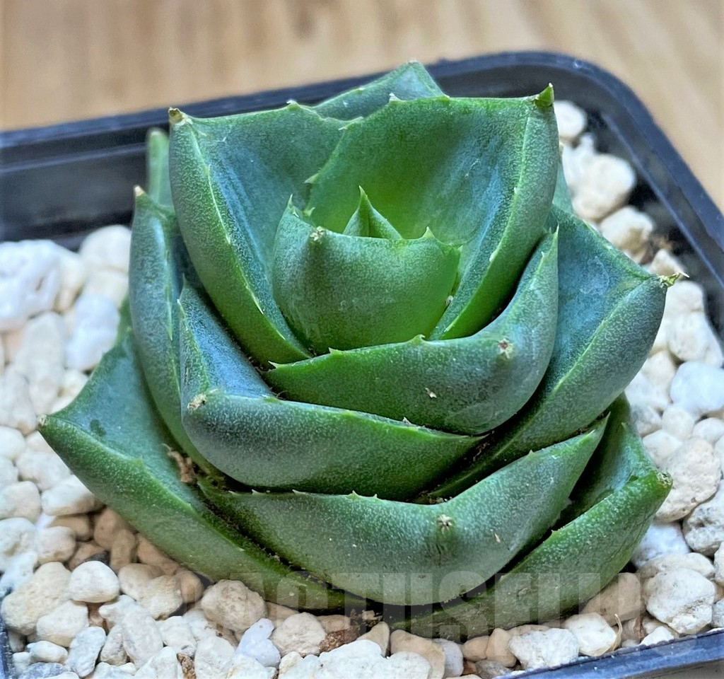 SHPR39982 Agave pixie