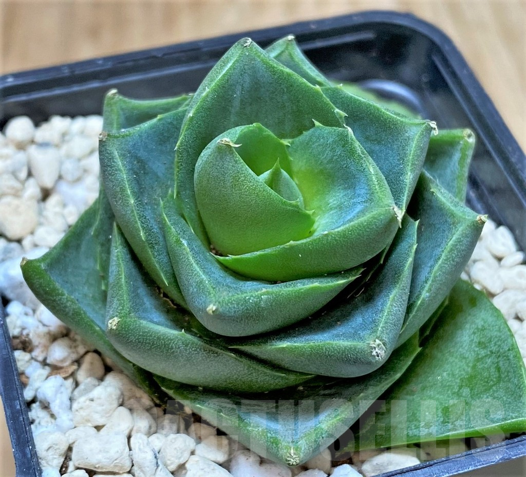 SHPR39983 Agave pixie