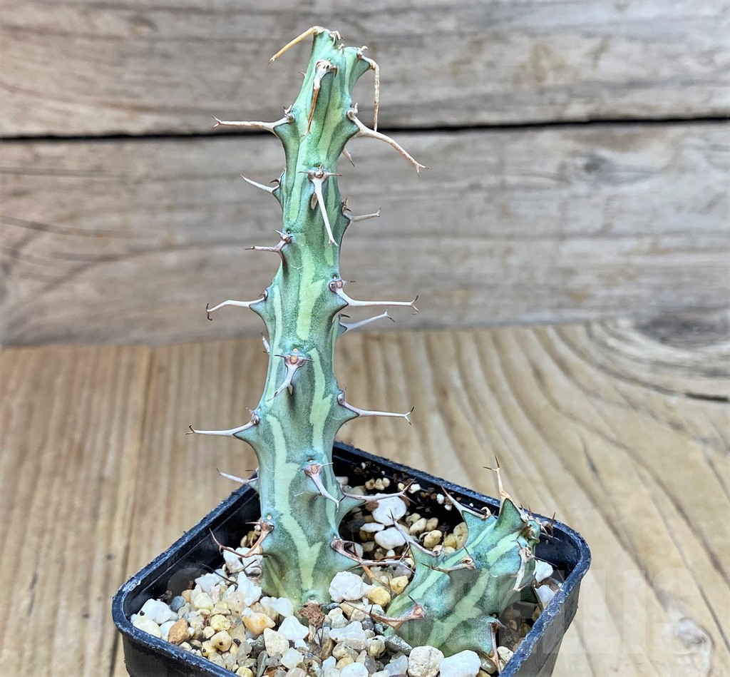 SHPR40018 Euphorbia schizacantha