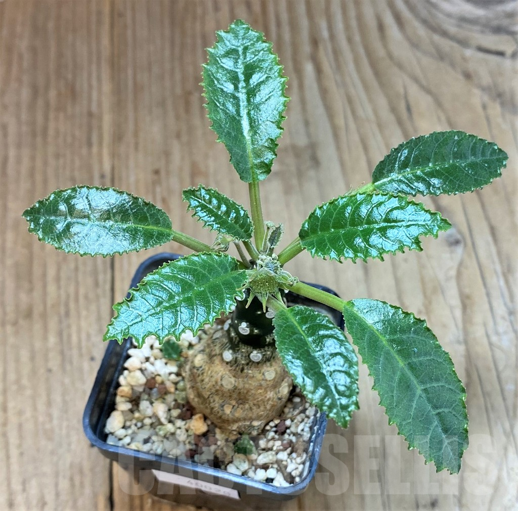 SHPR40020 Dorstenia hybrid