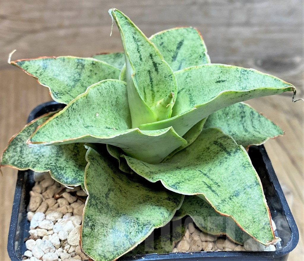 SHPR40186 Sansevieria 'Snow Flake' - Image 3