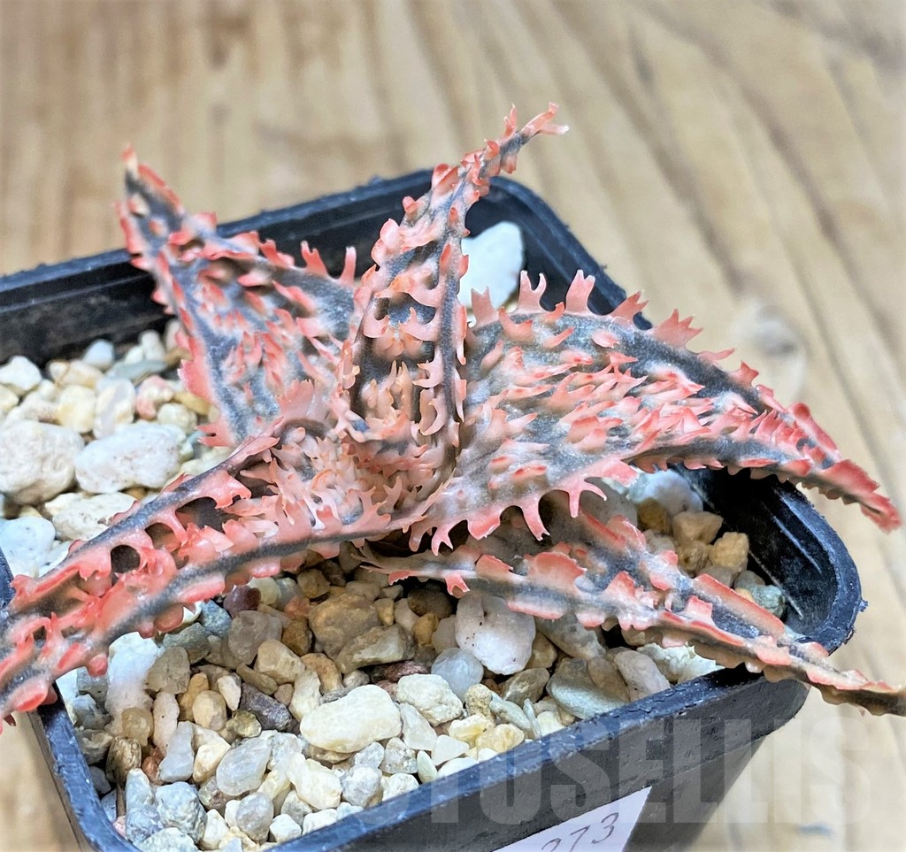 SHPR40273 Aloe TCT hybrid - Image 2