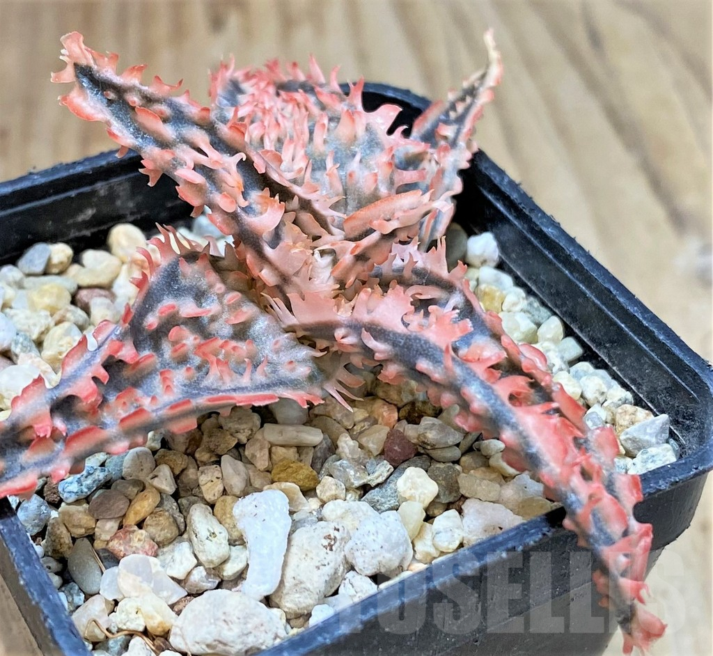 SHPR40273 Aloe TCT hybrid