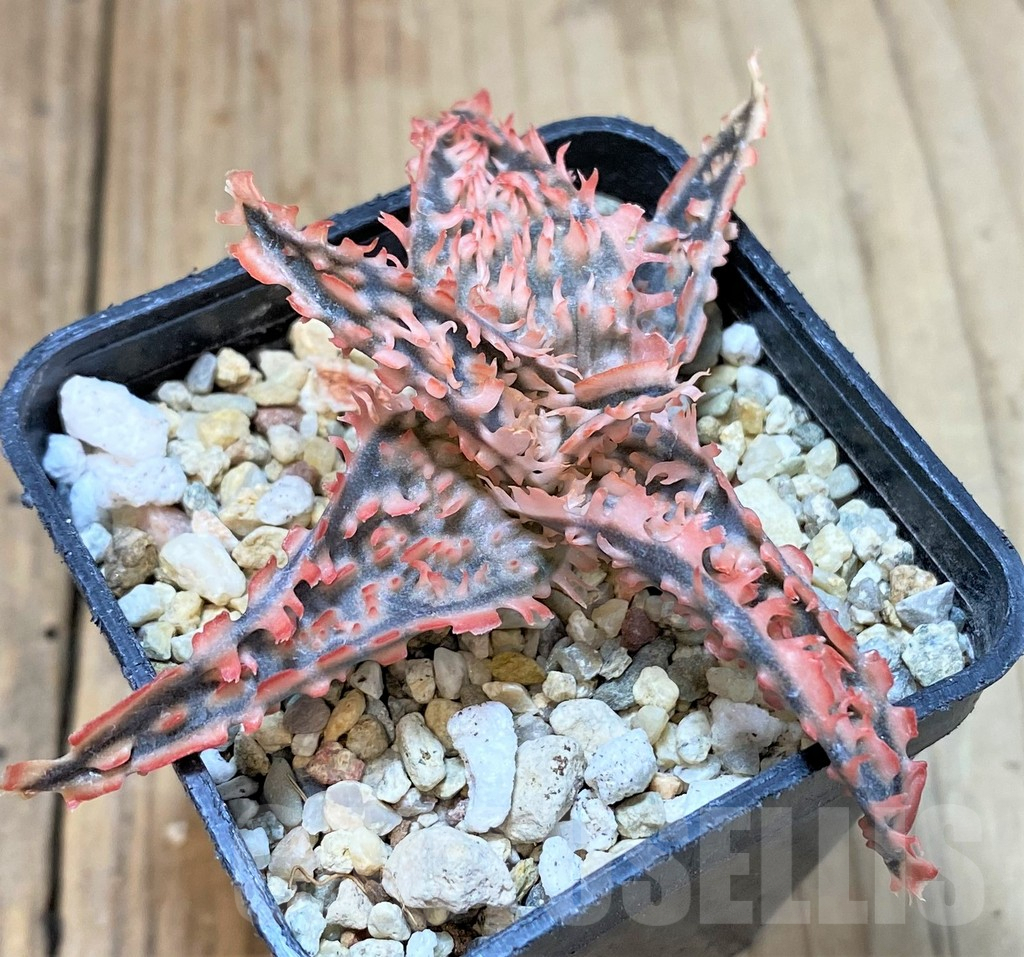 SHPR40273 Aloe TCT hybrid - Image 3