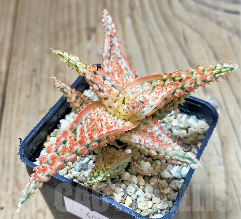 SHPR40275 Aloe TCT hybrid - Image 2