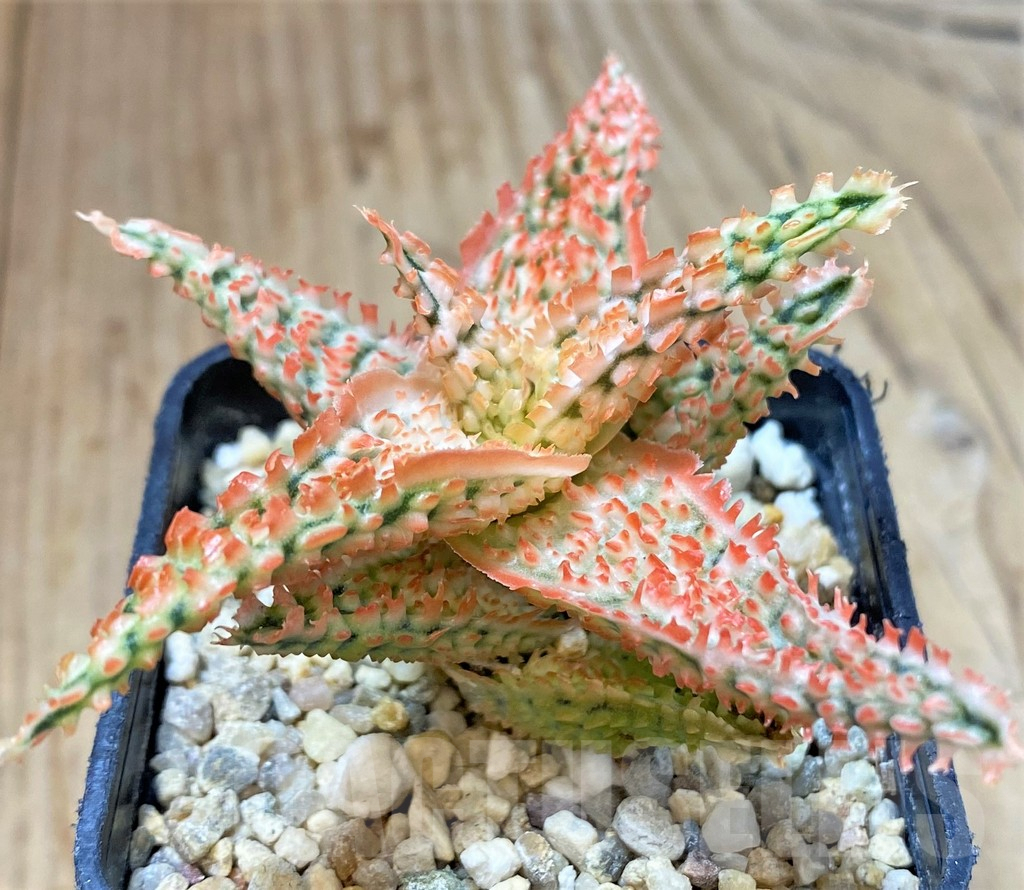 SHPR40275 Aloe TCT hybrid