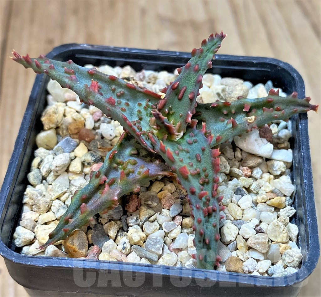 SHPR40276 Aloe castilloniae hybrid - Obrázek 2