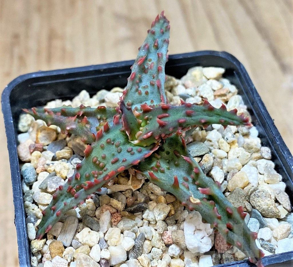 SHPR40276 Aloe castilloniae hybrid