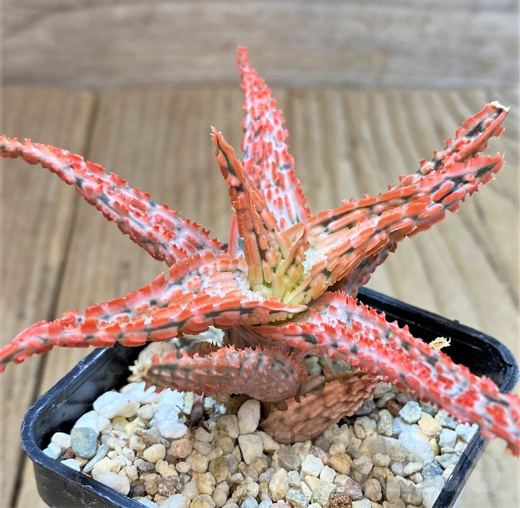 SHPR40277 Aloe TCT hybrid
