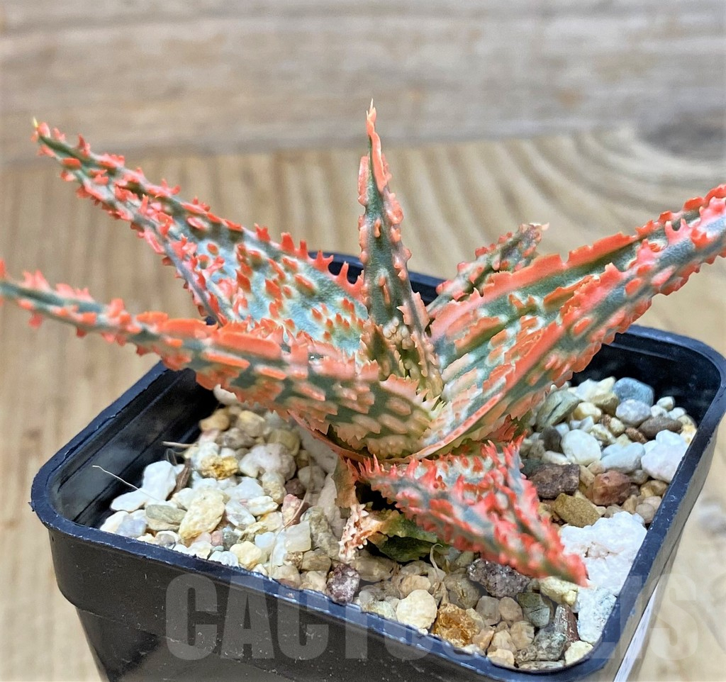 SHPR40279 Aloe TCT hybrid - immagine 3