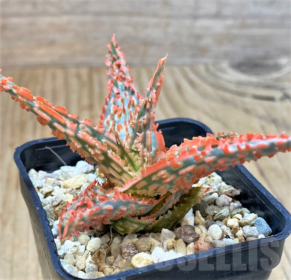SHPR40279 Aloe TCT hybrid