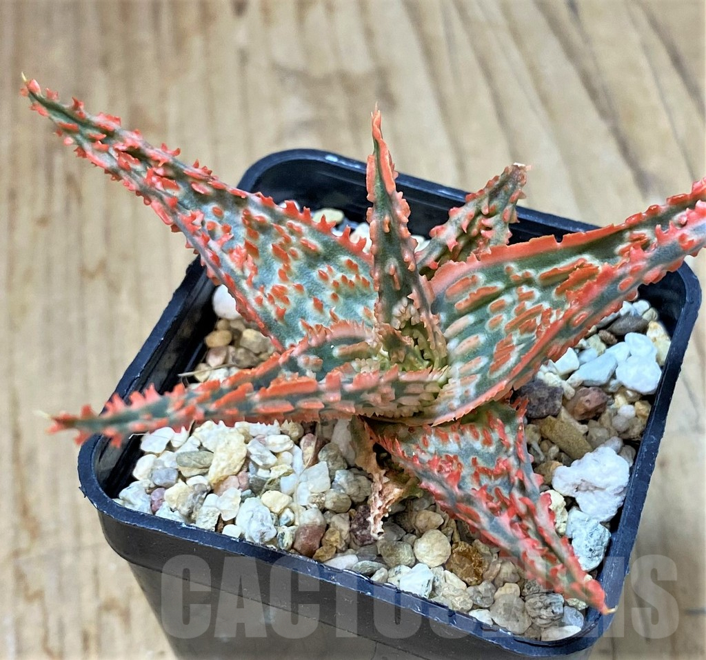 SHPR40279 Aloe TCT hybrid - immagine 2