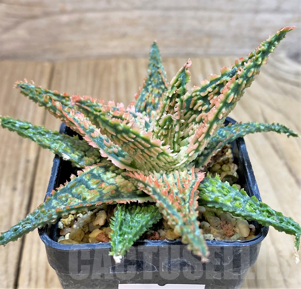 SHPR40280 Aloe TCT hybrid - Image 3
