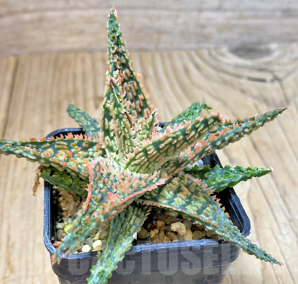 SHPR40280 Aloe TCT hybrid - Image 2