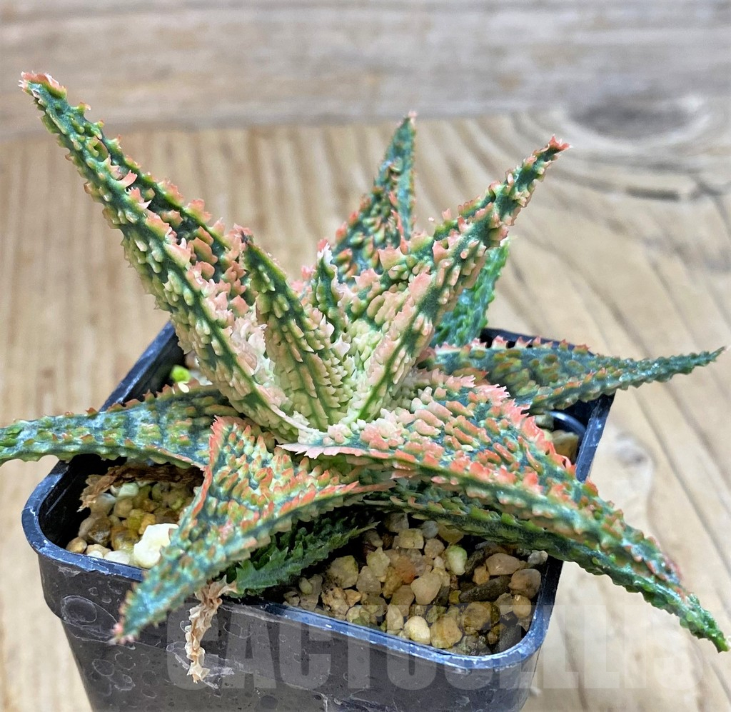 SHPR40280 Aloe TCT hybrid