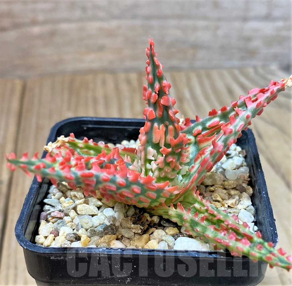 SHPR40281 Aloe TCT hybrid