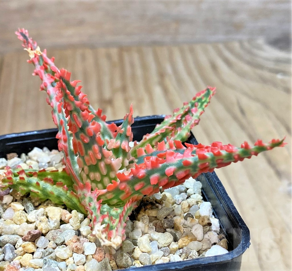 SHPR40281 Aloe TCT hybrid - Image 2