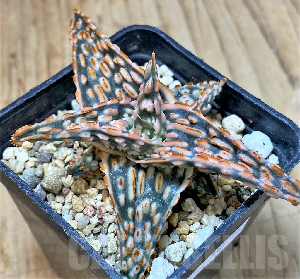 SHPR40282 Aloe TCT hybrid - Image 2