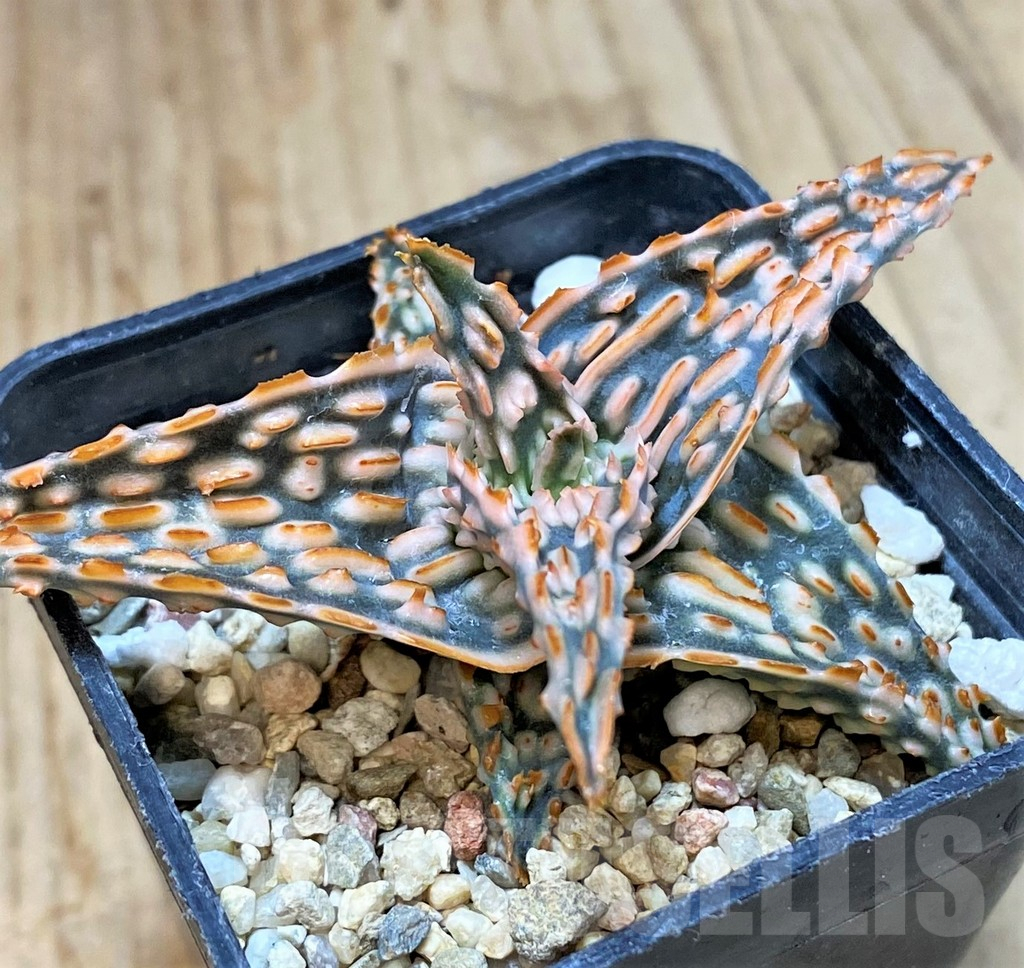 SHPR40282 Aloe TCT hybrid