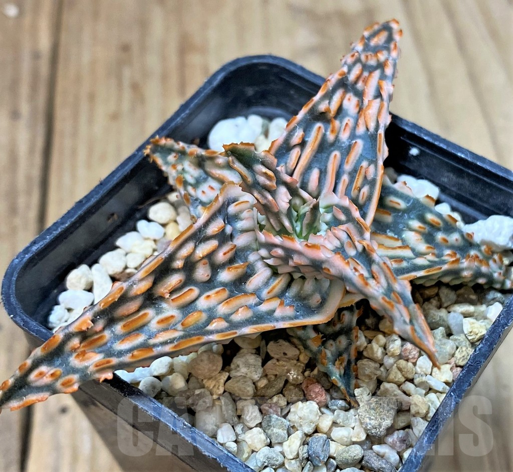 SHPR40282 Aloe TCT hybrid - Image 3