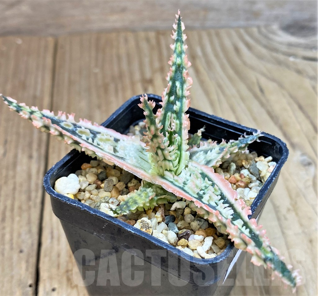 SHPR40283 Aloe TCT hybrid - immagine 2