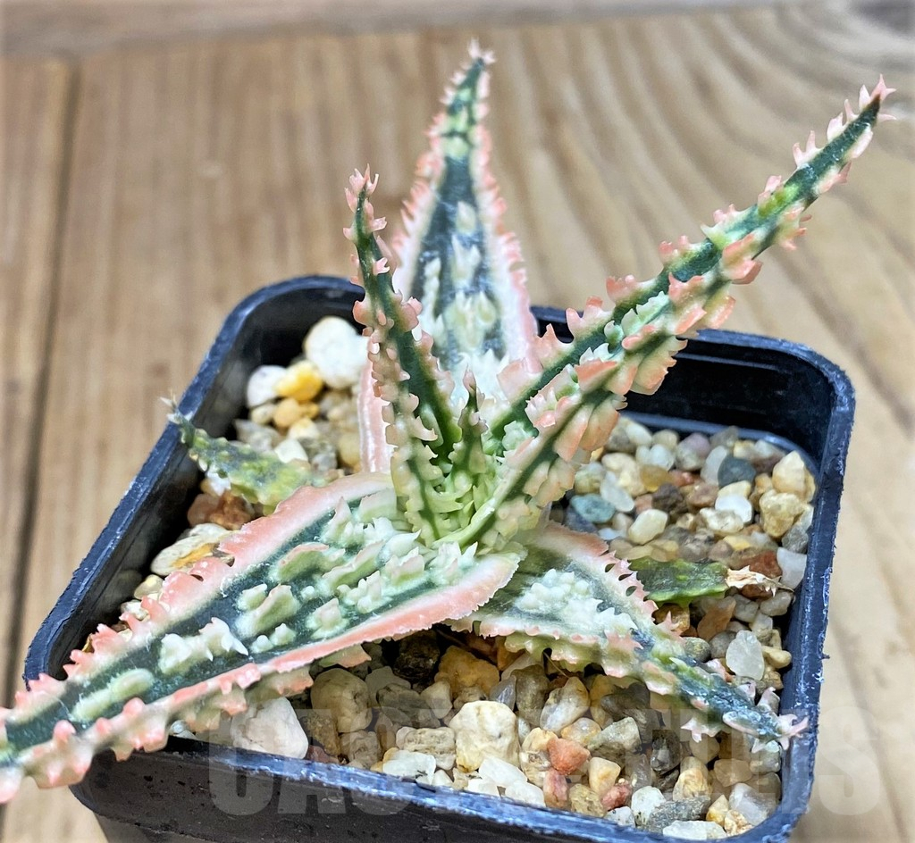 SHPR40283 Aloe TCT hybrid
