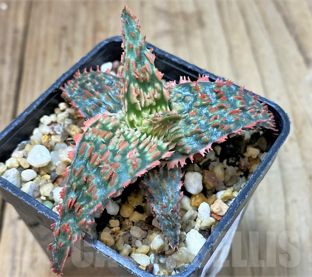 SHPR40285 Aloe TCT hybrid - Image 2